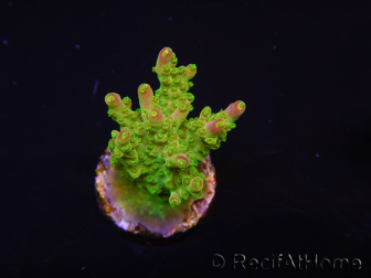 WYSIWYG MH Acropora natalensis 5C2