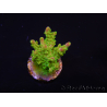 WYSIWYG MH Acropora natalensis 5C2