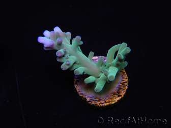 WYSIWYG Acropora sp