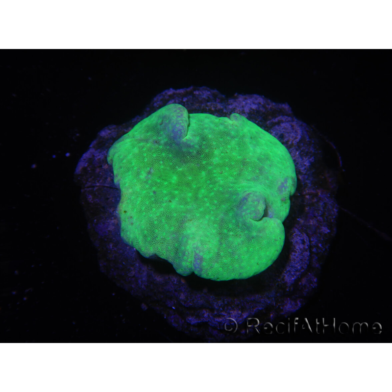 WYSIWYG Sarcophyton sp 9