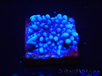 WYSIWYG Montipora undata 1O4