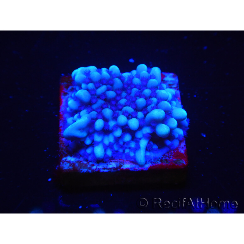 WYSIWYG Montipora undata 1O4