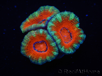 WYSIWYG Micromussa lordhowensis (ex Acanthastrea) 6D7