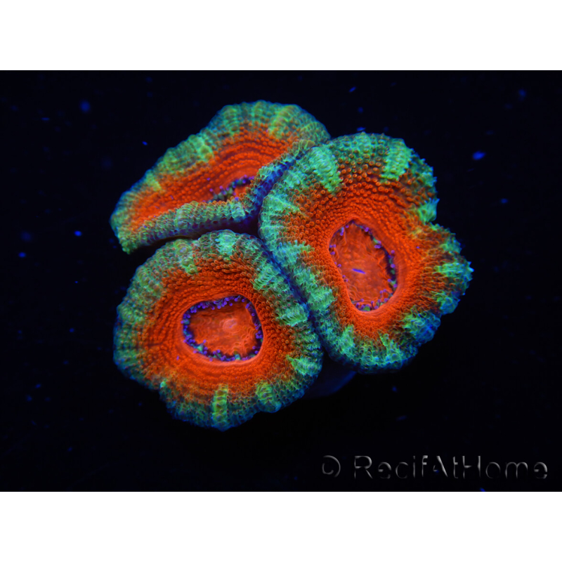 WYSIWYG Micromussa lordhowensis (ex Acanthastrea) 6D7