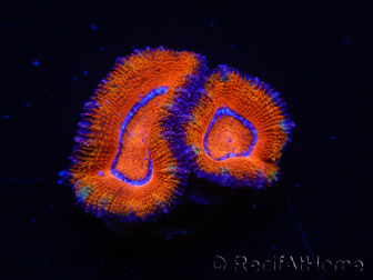 WYSIWYG Micromussa lordhowensis (ehemals Acanthastrea) 6H3