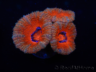 WYSIWYG Micromussa lordhowensis (ehemals Acanthastrea) 6H5