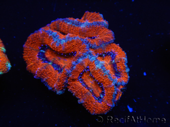 WYSIWYG Micromussa lordhowensis (ex Acanthastrea) 6I5