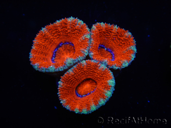 WYSIWYG Micromussa lordhowensis (ex Acanthastrea) 6I7