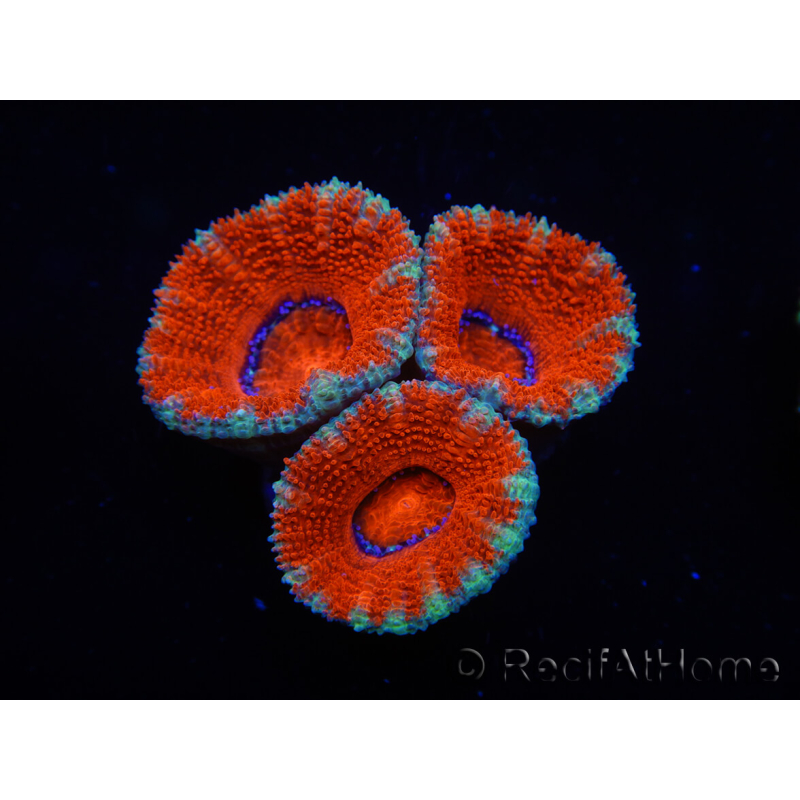 WYSIWYG Micromussa lordhowensis (ex Acanthastrea) 6I7