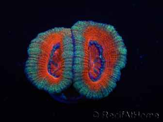 WYSIWYG Micromussa lordhowensis (ex Acanthastrea) 6I8