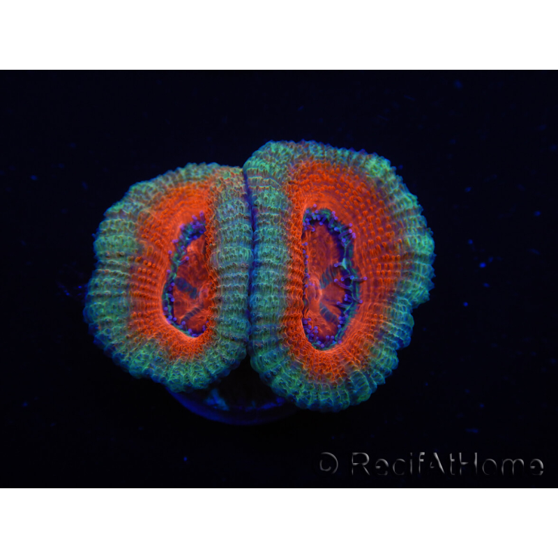 WYSIWYG Micromussa lordhowensis (ehemals Acanthastrea) 6I8