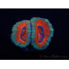 WYSIWYG Micromussa lordhowensis (ex Acanthastrea) 6I8