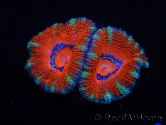 WYSIWYG Micromussa lordhowensis (ex Acanthastrea) 6J4