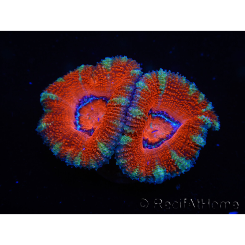 WYSIWYG Micromussa lordhowensis (ex Acanthastrea) 6J4