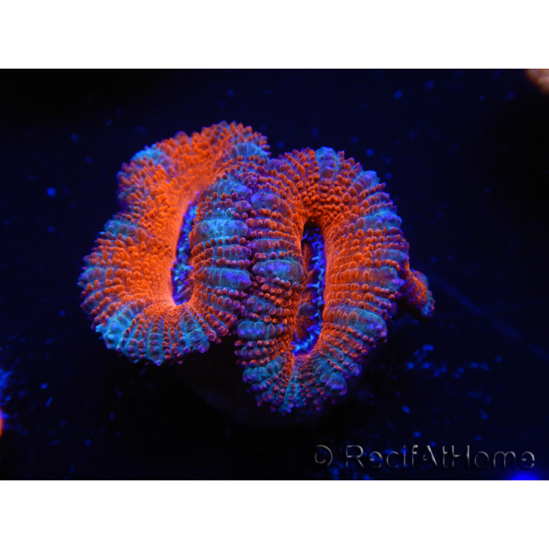 WYSIWYG Micromussa lordhowensis (ex Acanthastrea) 6J7