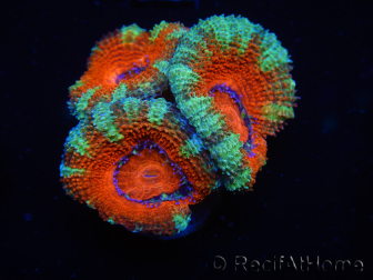 WYSIWYG Micromussa lordhowensis (ehemals Acanthastrea) 6K1