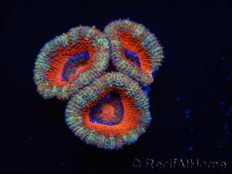 WYSIWYG Micromussa lordhowensis (ehemals Acanthastrea) 6K3