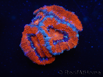 WYSIWYG Micromussa lordhowensis (ehemals Acanthastrea) 6K6