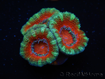 WYSIWYG Micromussa lordhowensis (ex Acanthastrea) 6D7