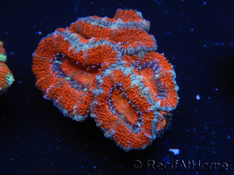 WYSIWYG Micromussa lordhowensis (ex Acanthastrea) 6I5