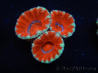 WYSIWYG Micromussa lordhowensis (ex Acanthastrea) 6I7