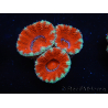 WYSIWYG Micromussa lordhowensis (ex Acanthastrea) 6I7