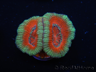 WYSIWYG Micromussa lordhowensis (ehemals Acanthastrea) 6I8