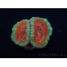 WYSIWYG Micromussa lordhowensis (ex Acanthastrea) 6I8