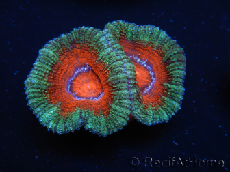 WYSIWYG Micromussa lordhowensis (formerly Acanthastrea) 6J6