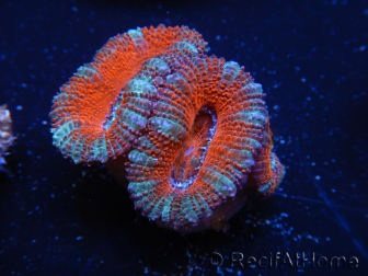 WYSIWYG Micromussa lordhowensis (ex Acanthastrea) 6J7