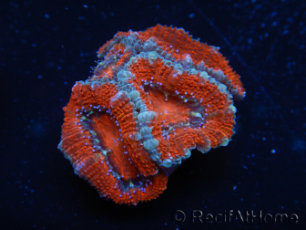 WYSIWYG Micromussa lordhowensis (ehemals Acanthastrea) 6K6