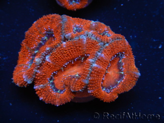 WYSIWYG Micromussa lordhowensis (anteriormente Acanthastrea) 6K7