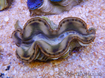 WYSIWYG Tridacna maxima A2