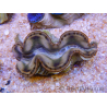 WYSIWYG Tridacna maxima Bénitiers A2 (5.5 cm)