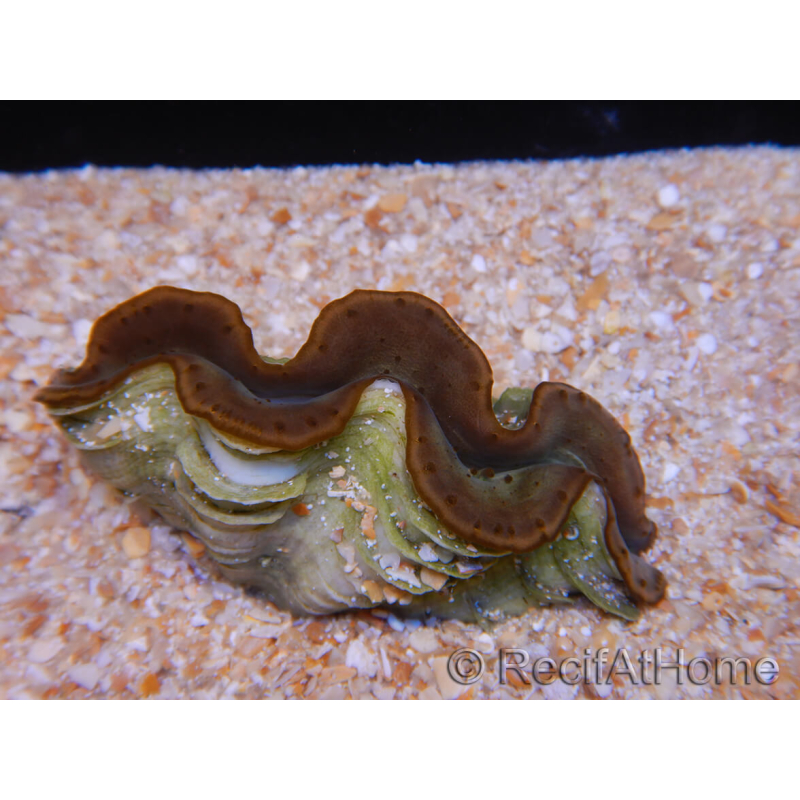 WYSIWYG Tridacna maxima A5