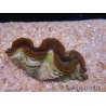 WYSIWYG Tridacna maxima Bénitiers A5 (5 cm)