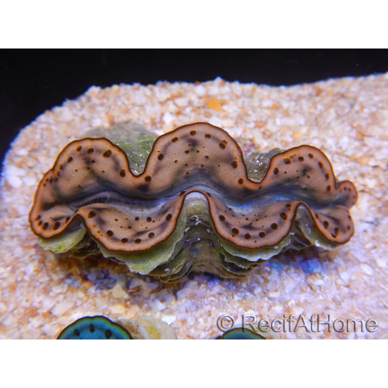 WYSIWYG Tridacna maxima Bénitiers Gold B4 (6 cm)