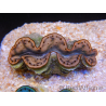 WYSIWYG Tridacna maxima Bénitiers Gold B4 (6 cm)