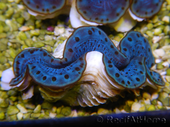 WYSIWYG Tridacna maxima Bénitiers C1 (6 cm)