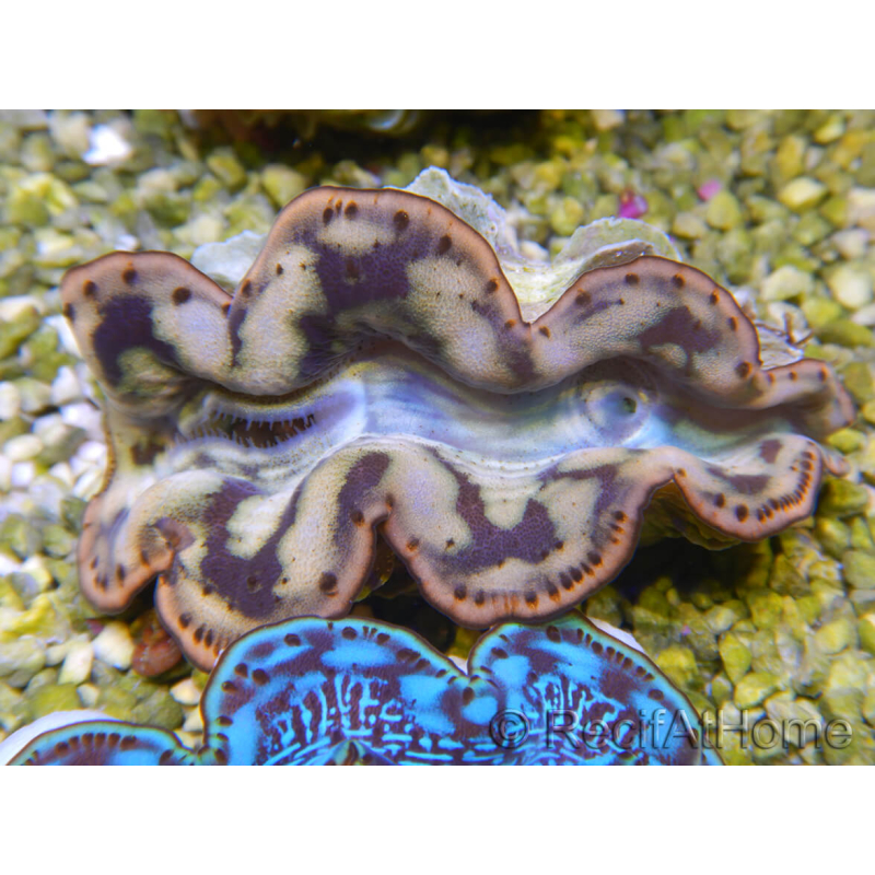 WYSIWYG Tridacna maxima Bénitiers C4 (6 cm)