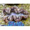 WYSIWYG Tridacna maxima Bénitiers C4 (6 cm)