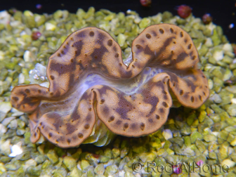 WYSIWYG Tridacna maxima Bénitiers C5 (7 cm)