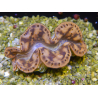 WYSIWYG Tridacna maxima Bénitiers C5 (7 cm)