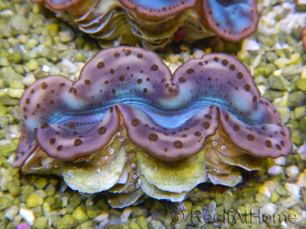 WYSIWYG Tridacna maxima Bénitiers D3 (6 cm)