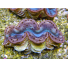 WYSIWYG Tridacna maxima Bénitiers D3 (6 cm)