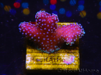 WYSIWYG Stylophora Pink Blue Polyps 1J6