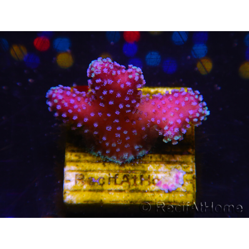 WYSIWYG Stylophora Pink Blue Polyps 1J6