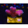 WYSIWYG Stylophora Pink Blue Polyps 1J6