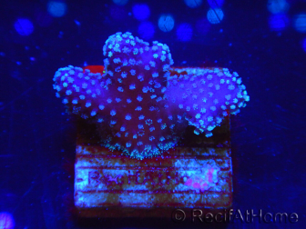 WYSIWYG Stylophora Pink Blue Polyps 1J6