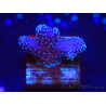 WYSIWYG Stylophora Pink Blue Polyps 1J6